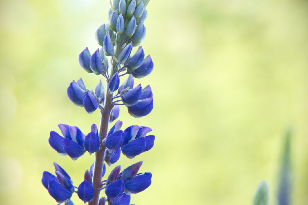 Wild Lupine Flowers