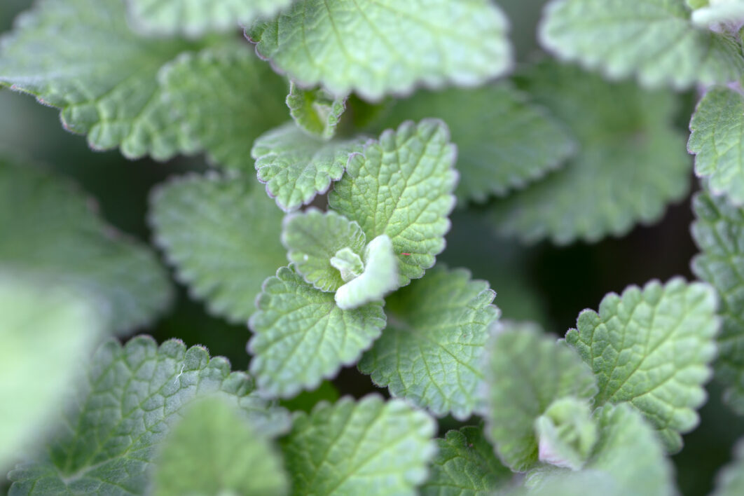 Plant Leaves Close