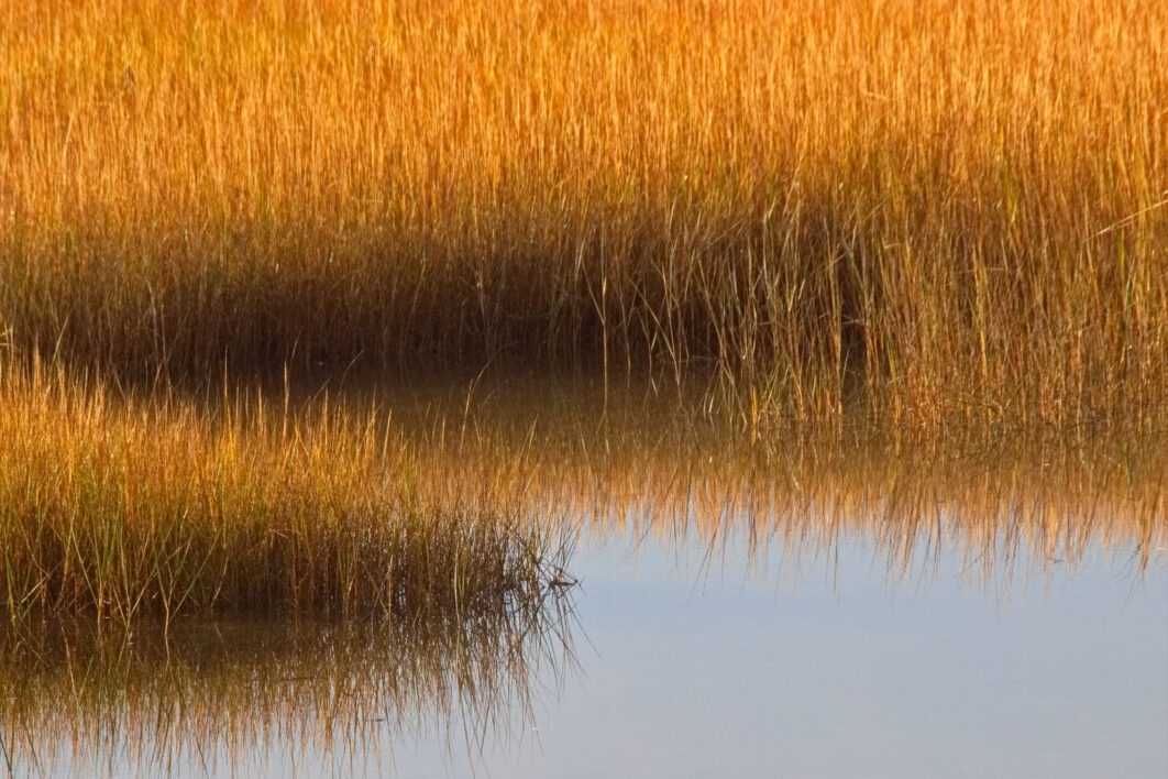 Marsh Field Nature