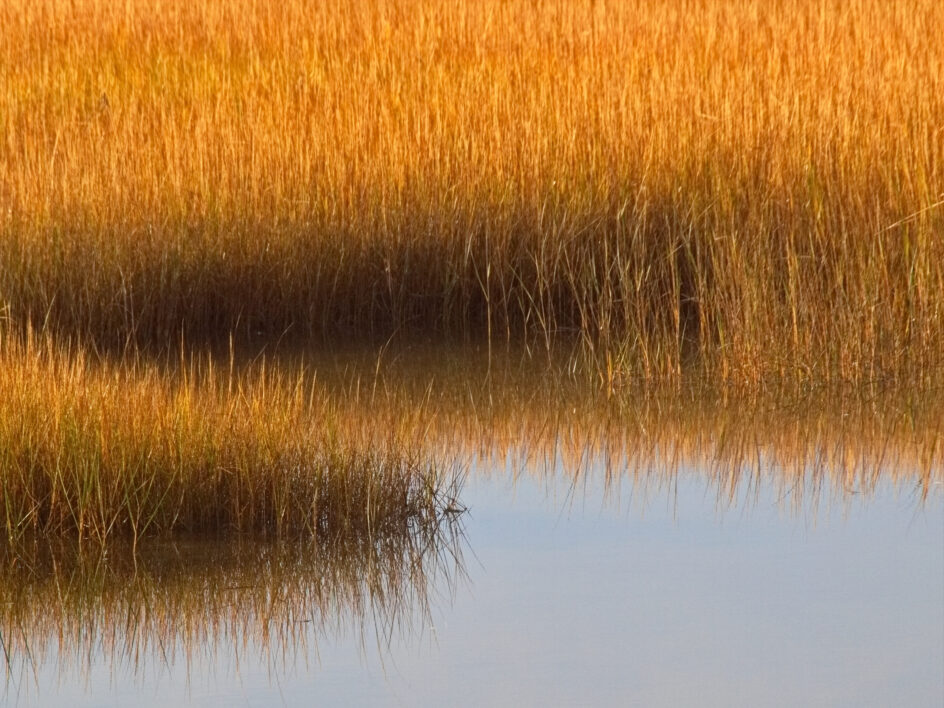 Marsh Field Nature