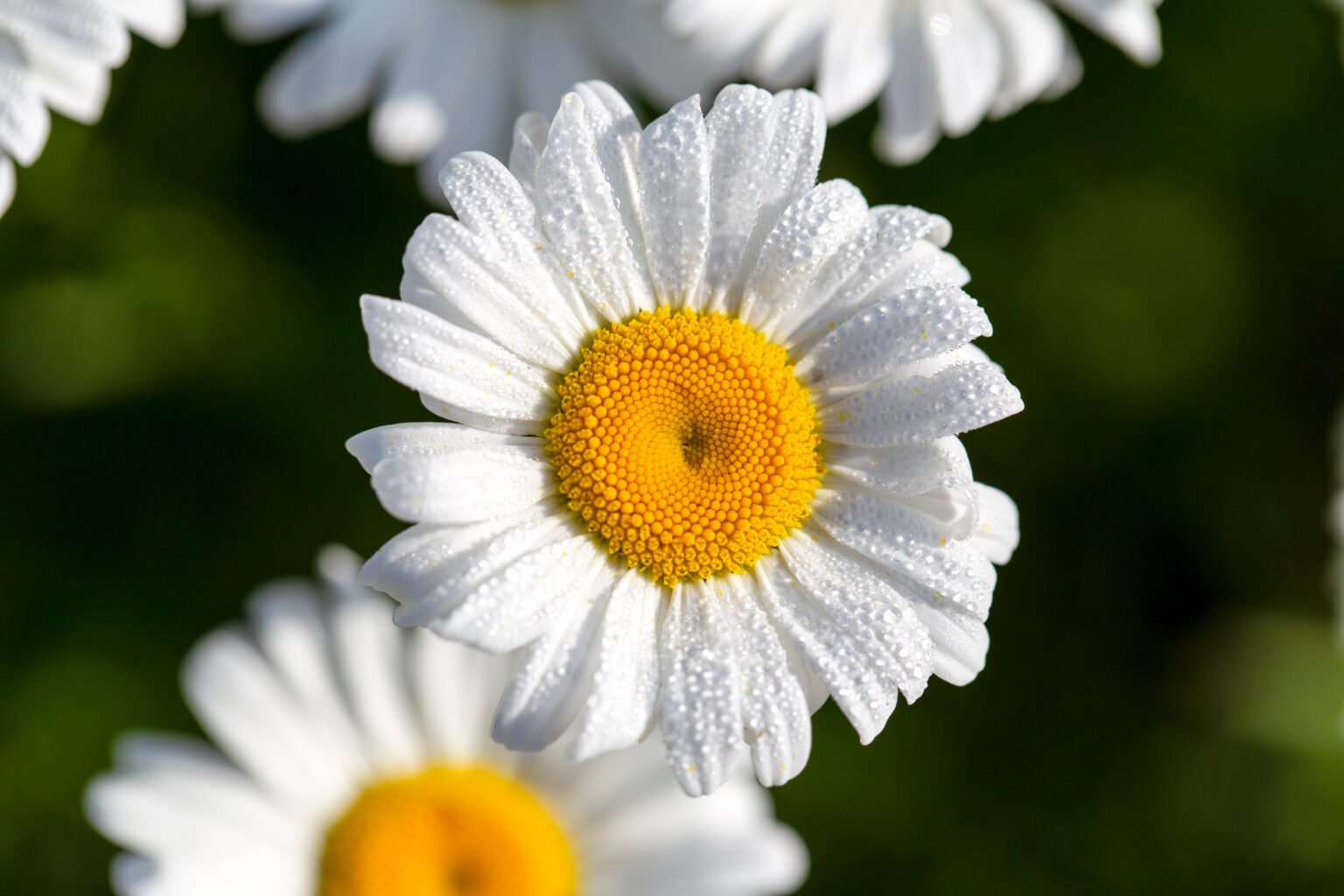 White Daisy Flower Free Stock Photo - NegativeSpace