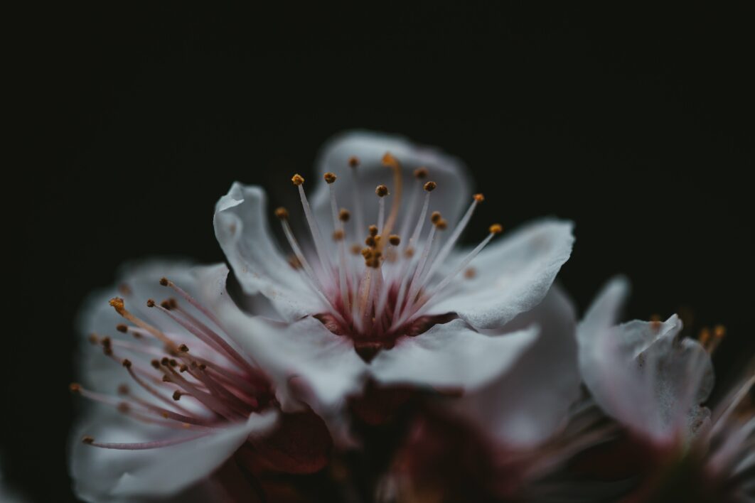 Dark Flower Background