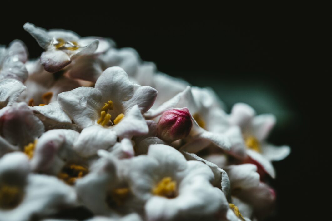 Dark Flower Background