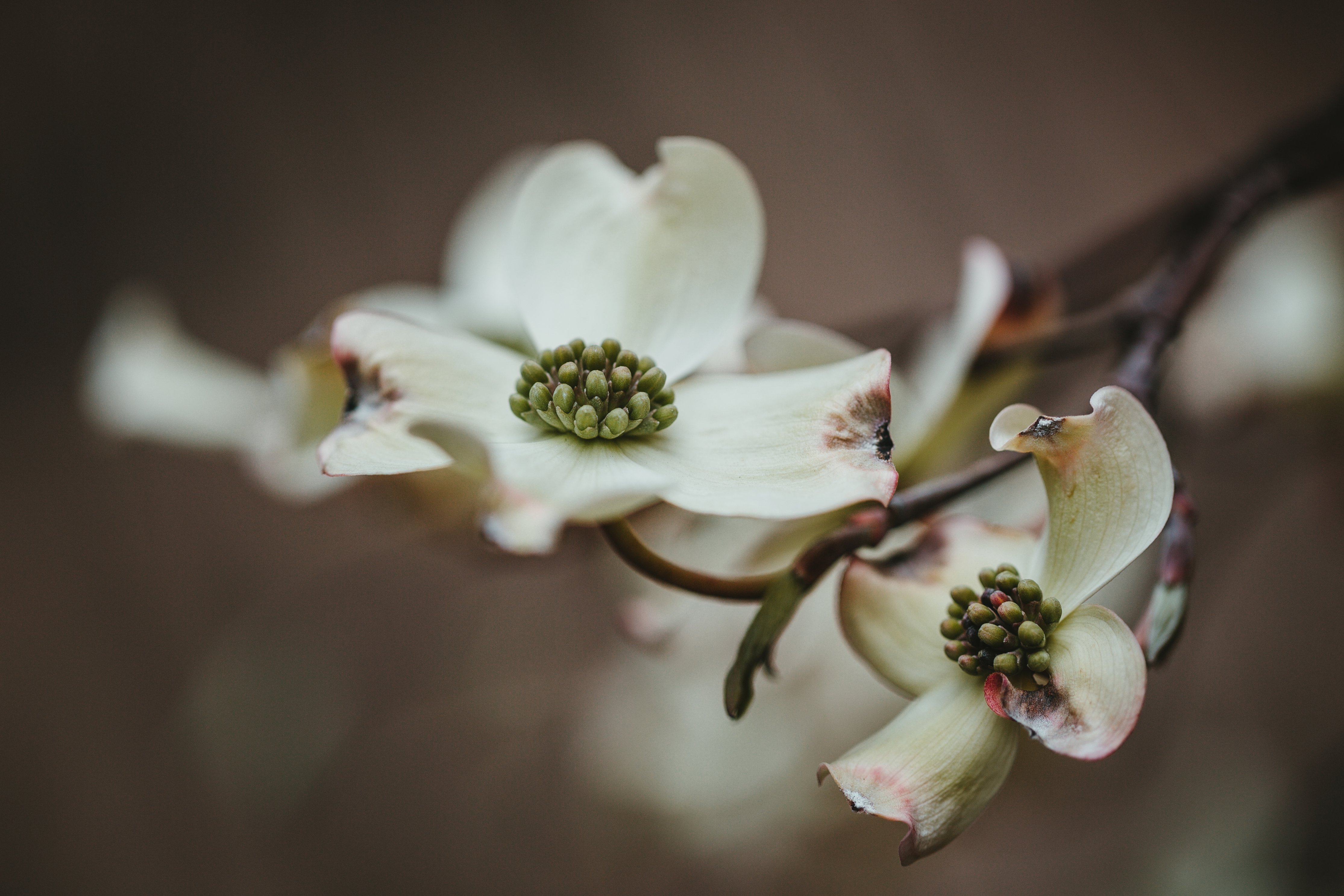 Dark Flower Background Royalty Free Photo