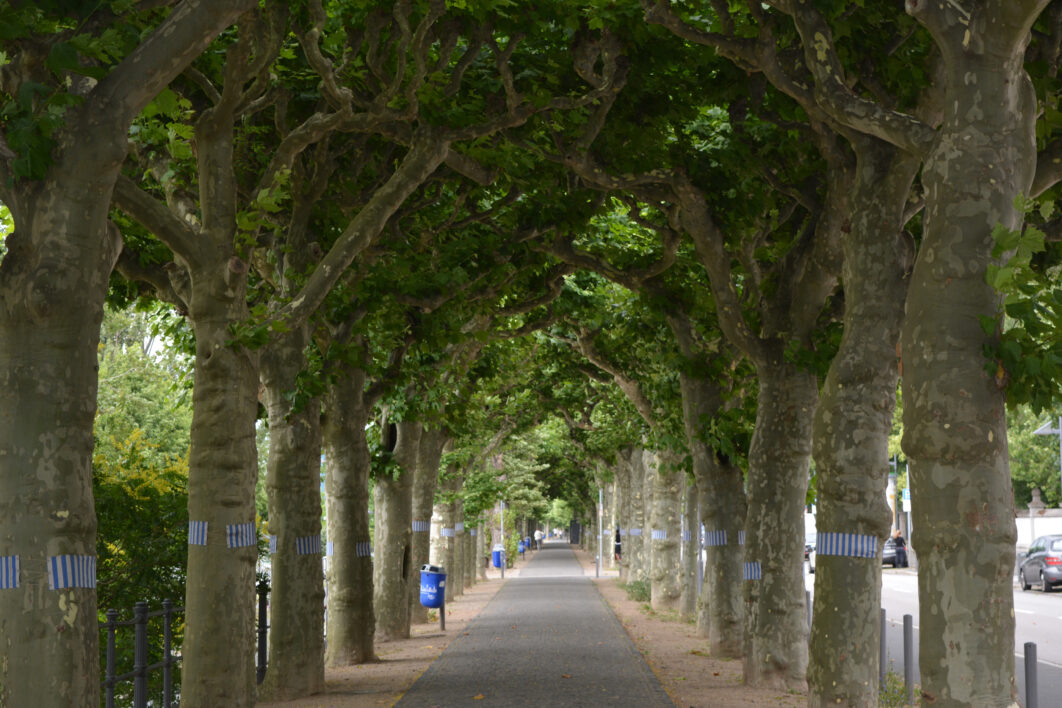 Park Trees Path