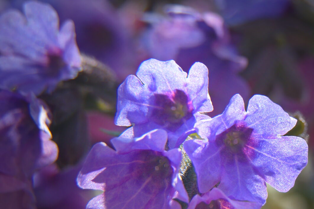 Purple Flowers Garden