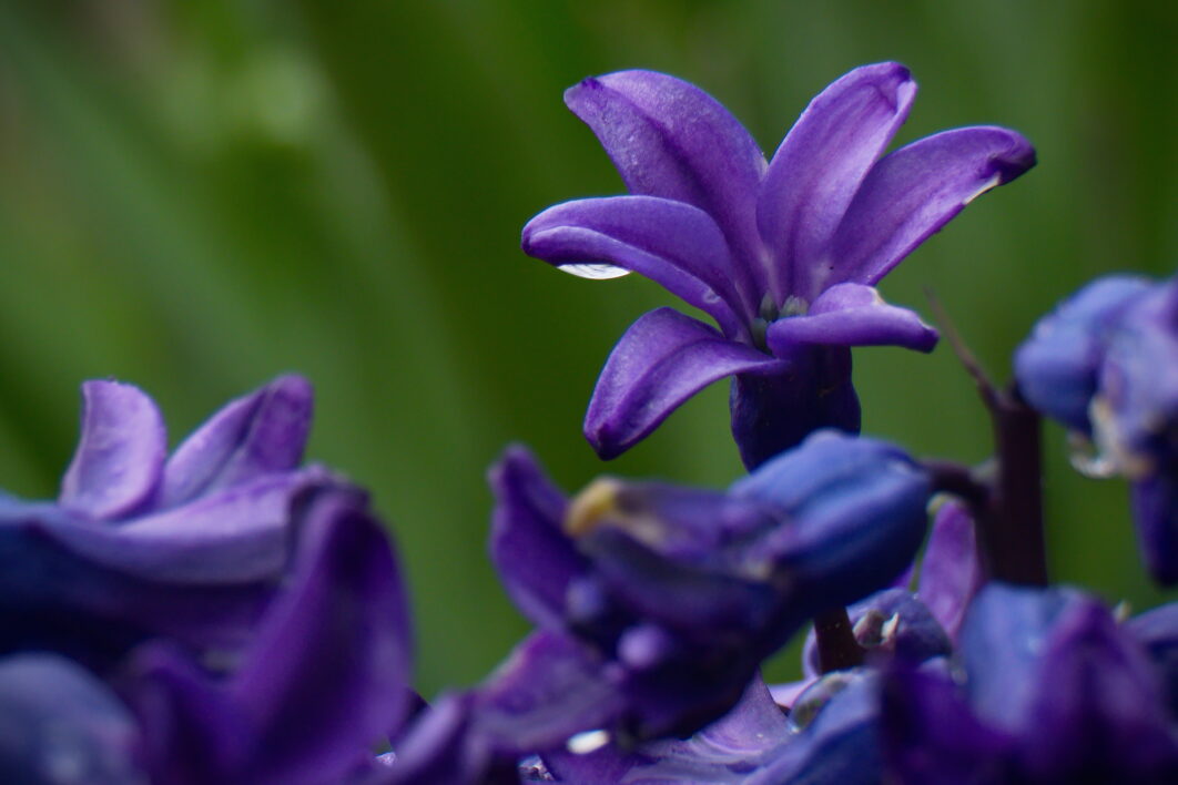 Purple Flower Garden