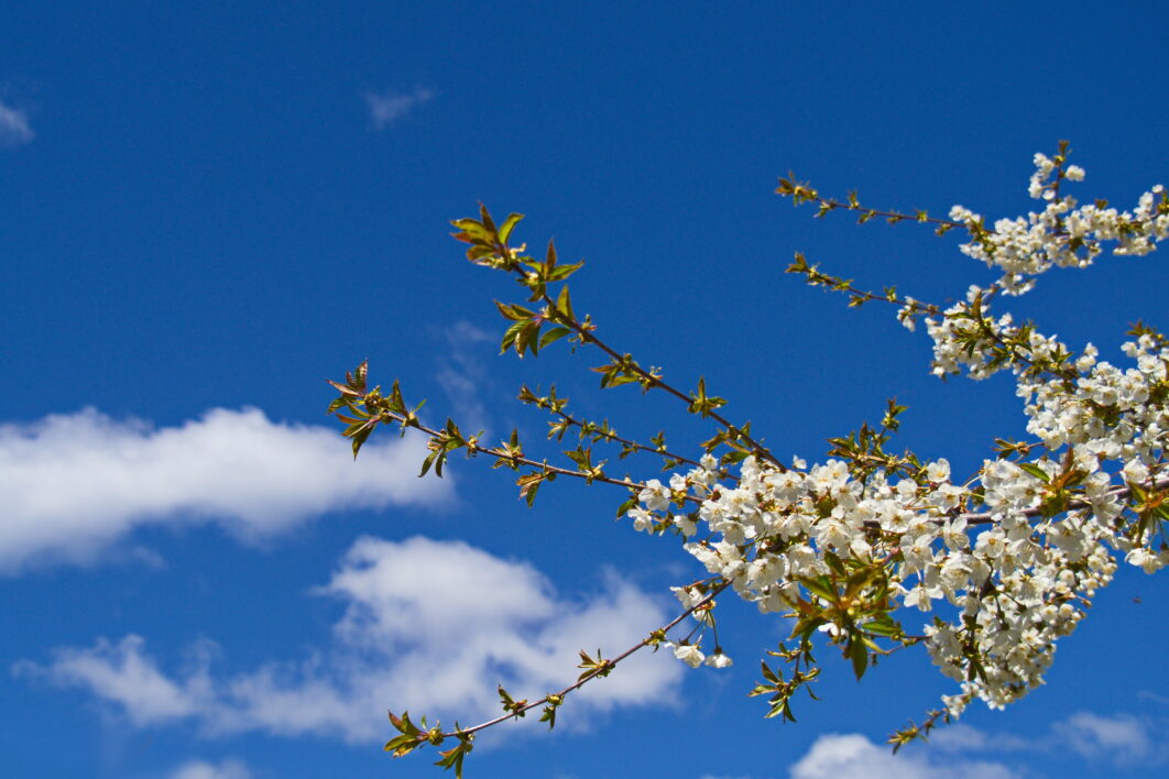 Tree Branch Sky