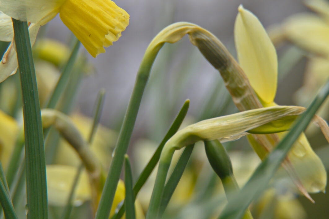 Spring Flowers Garden