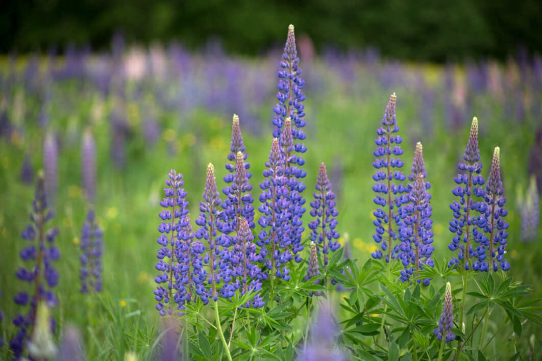 Lupine Flowers Field