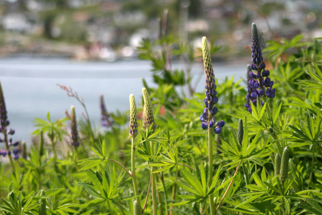 Lupine Flowers Field