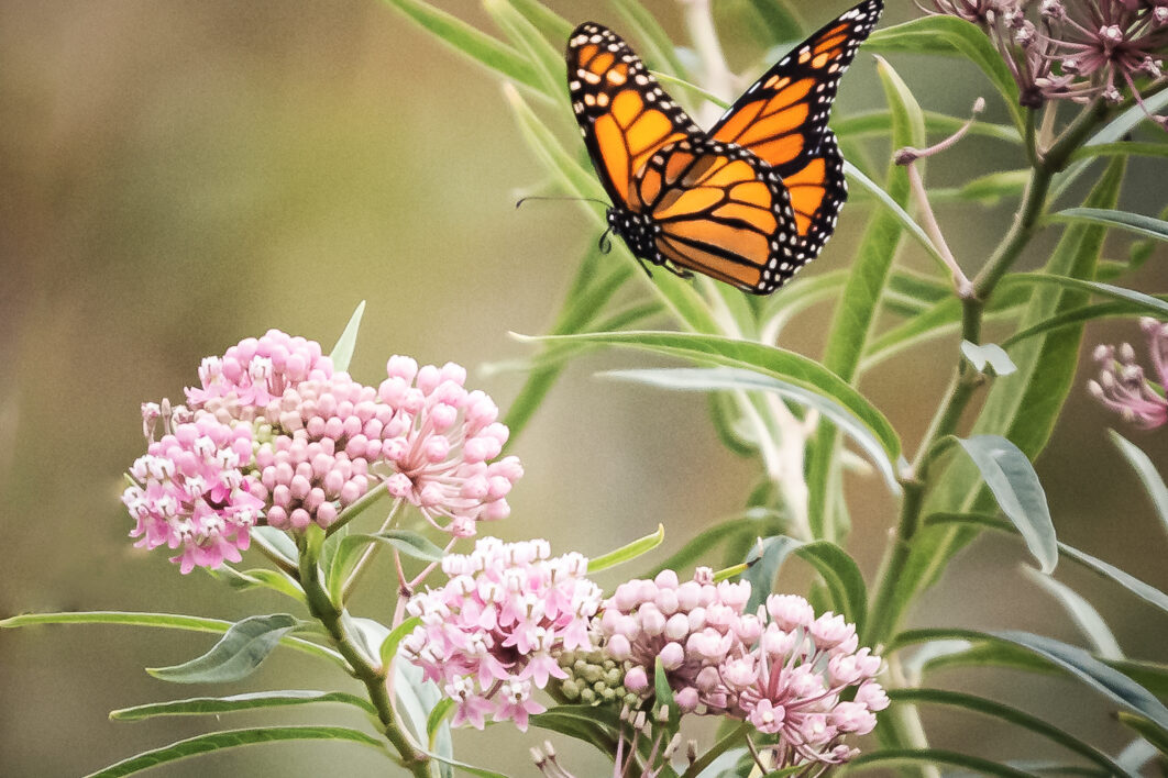 Butterfly Close Insect