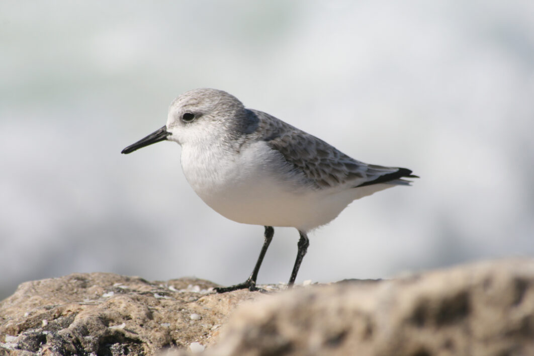 Bird Shore Animal Royalty Free Photo