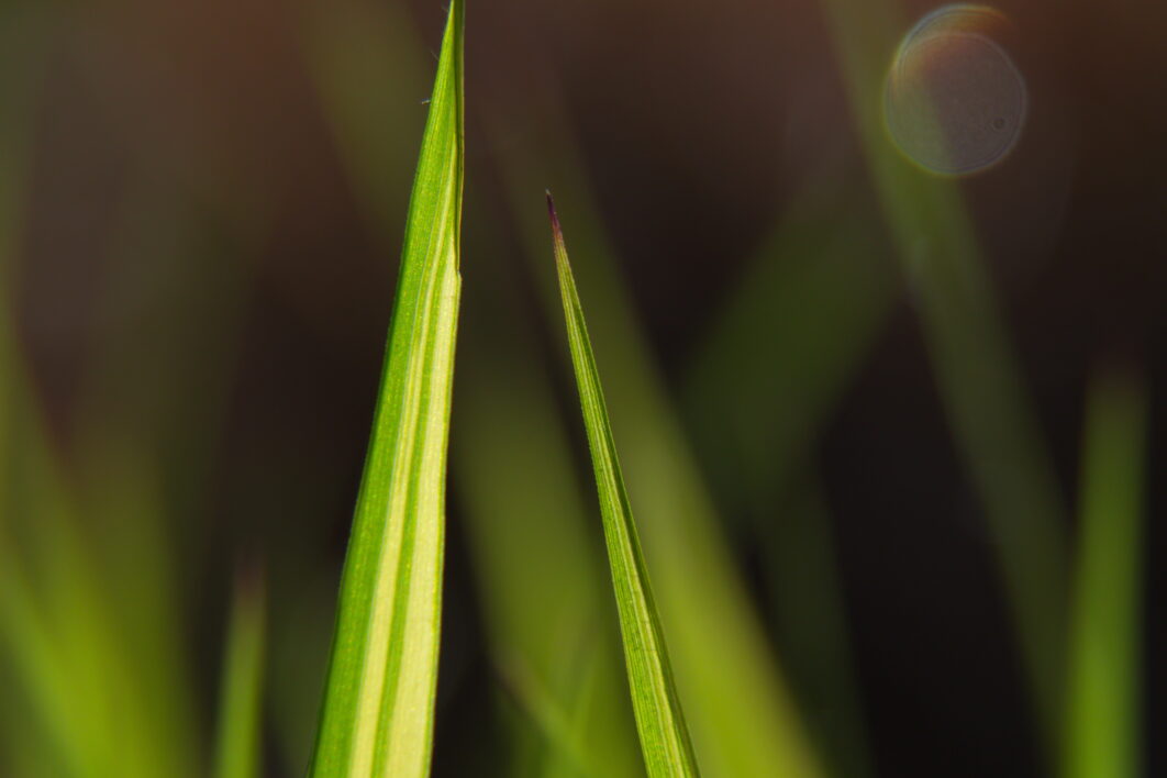 Grass Macro Nature