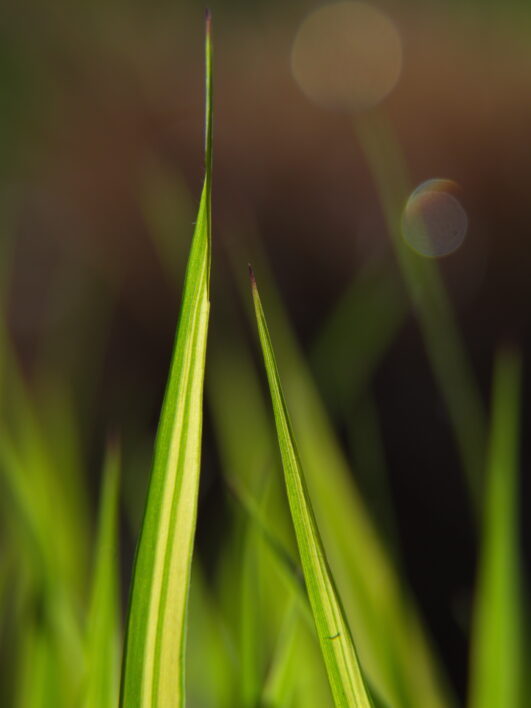 Grass Macro Nature