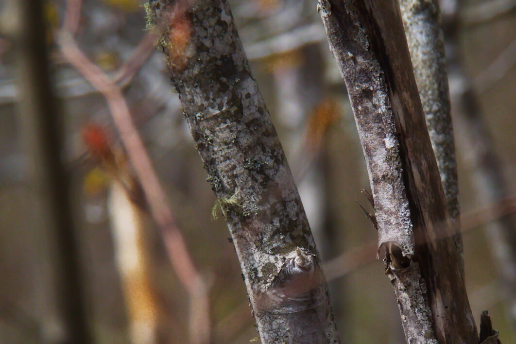 Bare Tree Branches