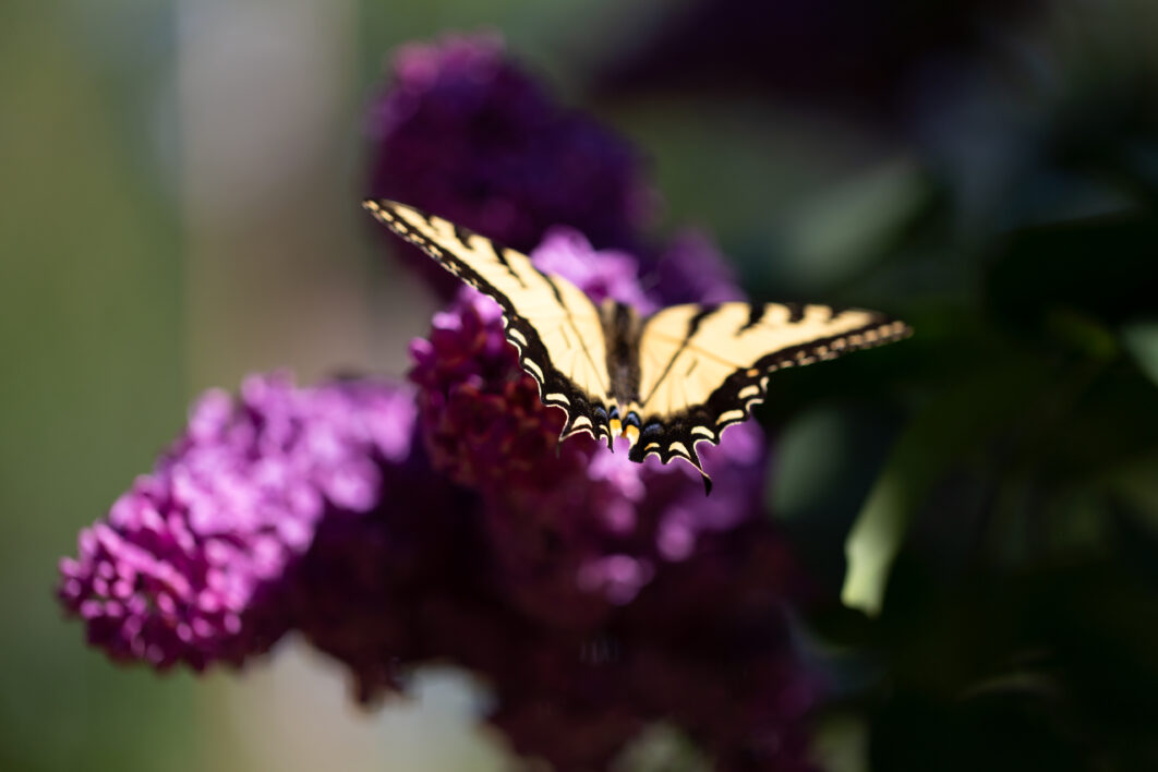 Butterfly Close Garden