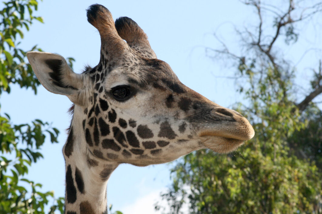 Giraffe Head Wildlife