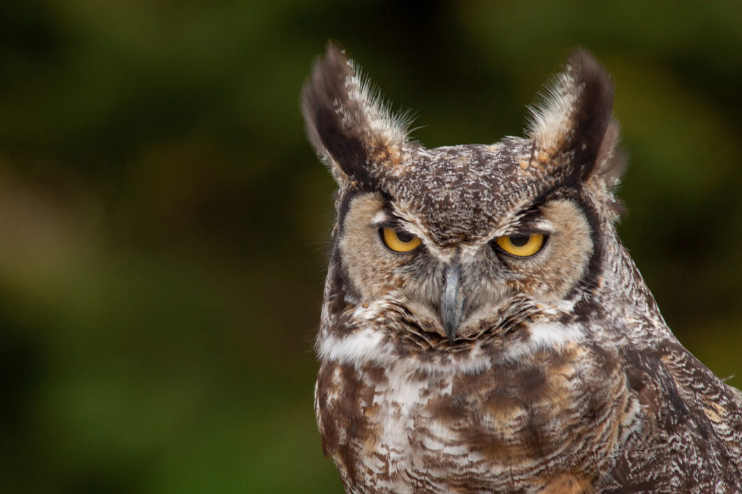 Great Horned Owl