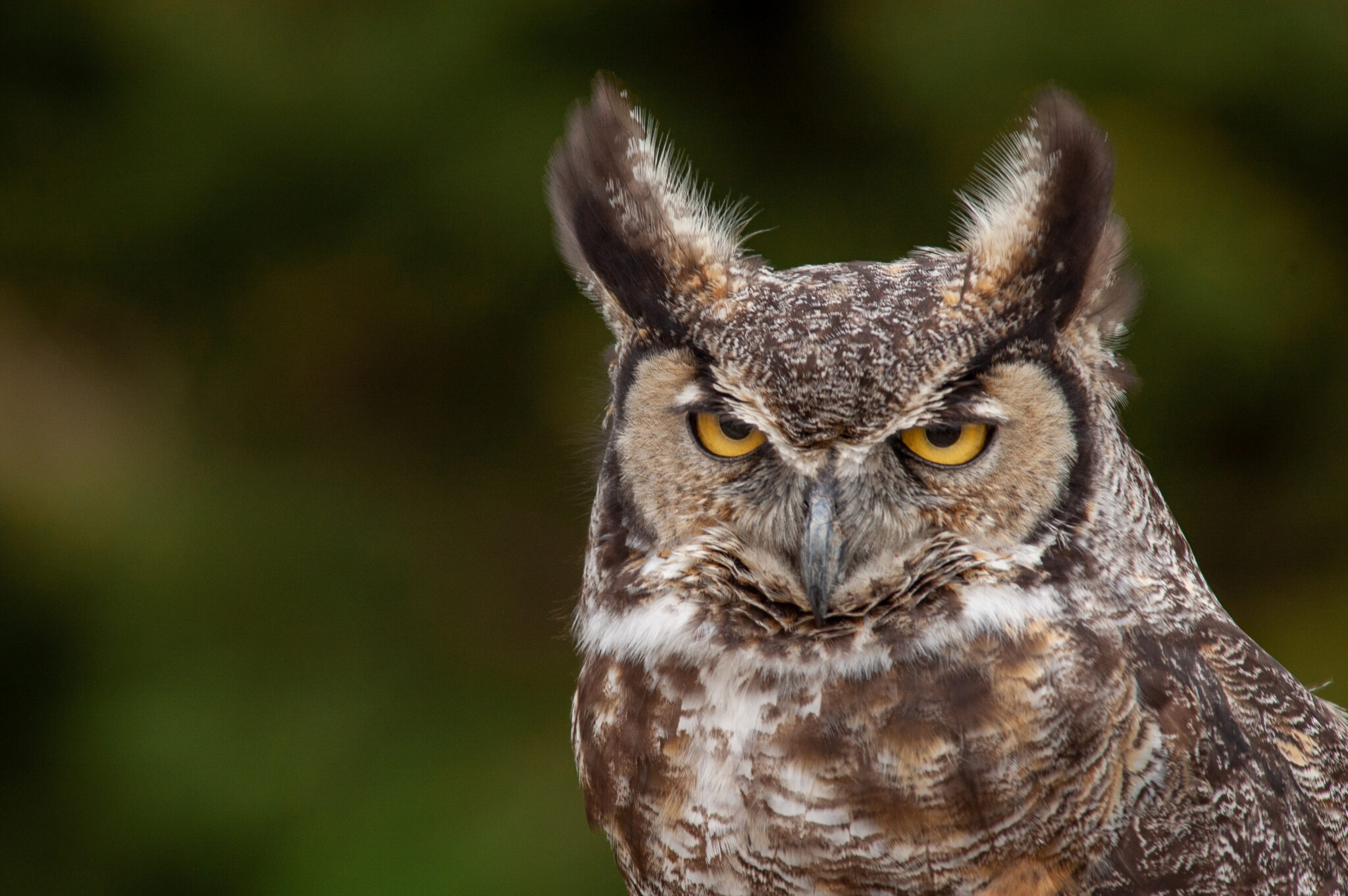 Great Horned Owl Royalty Free Photo