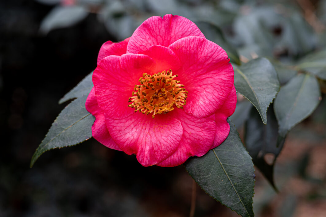 Pink Flower Blossom