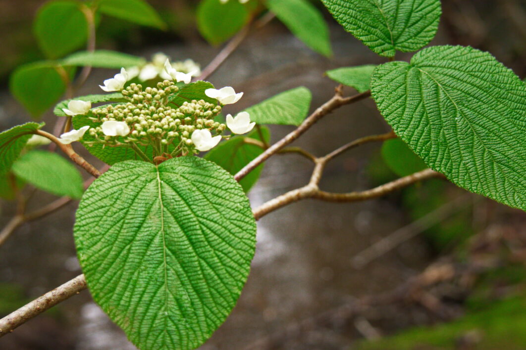 Green Leaves Close