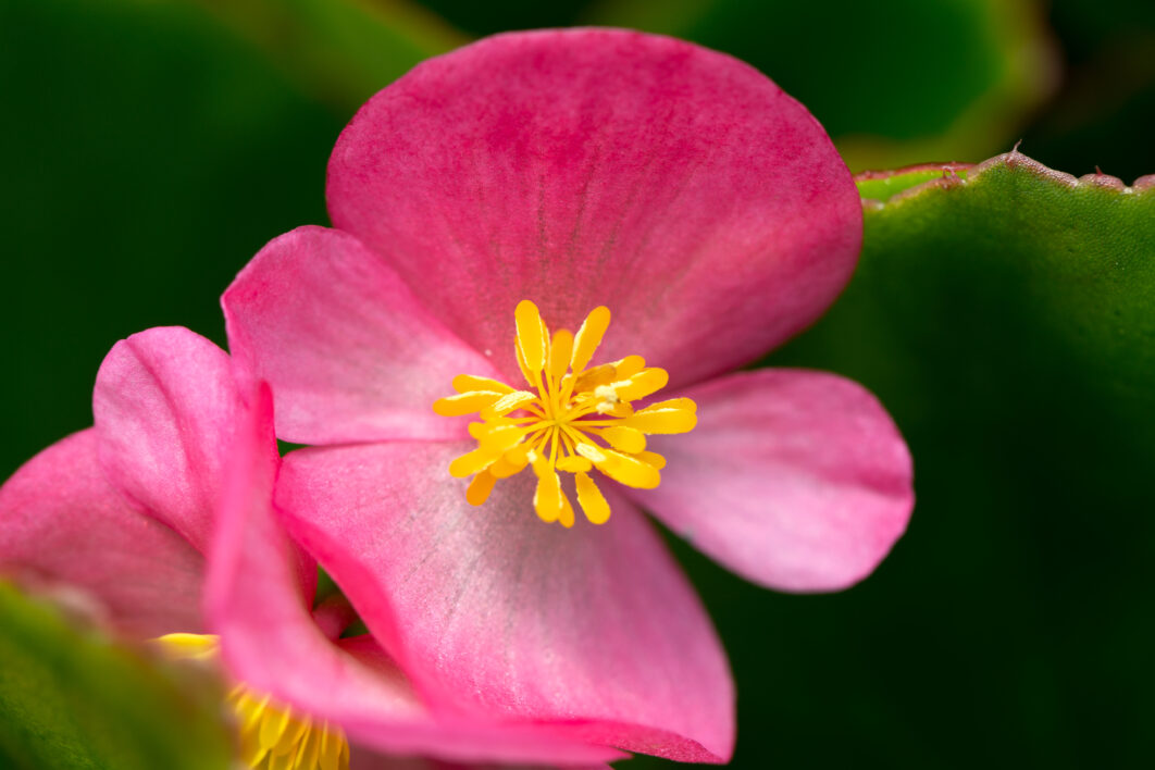 Pink Flowers Macro