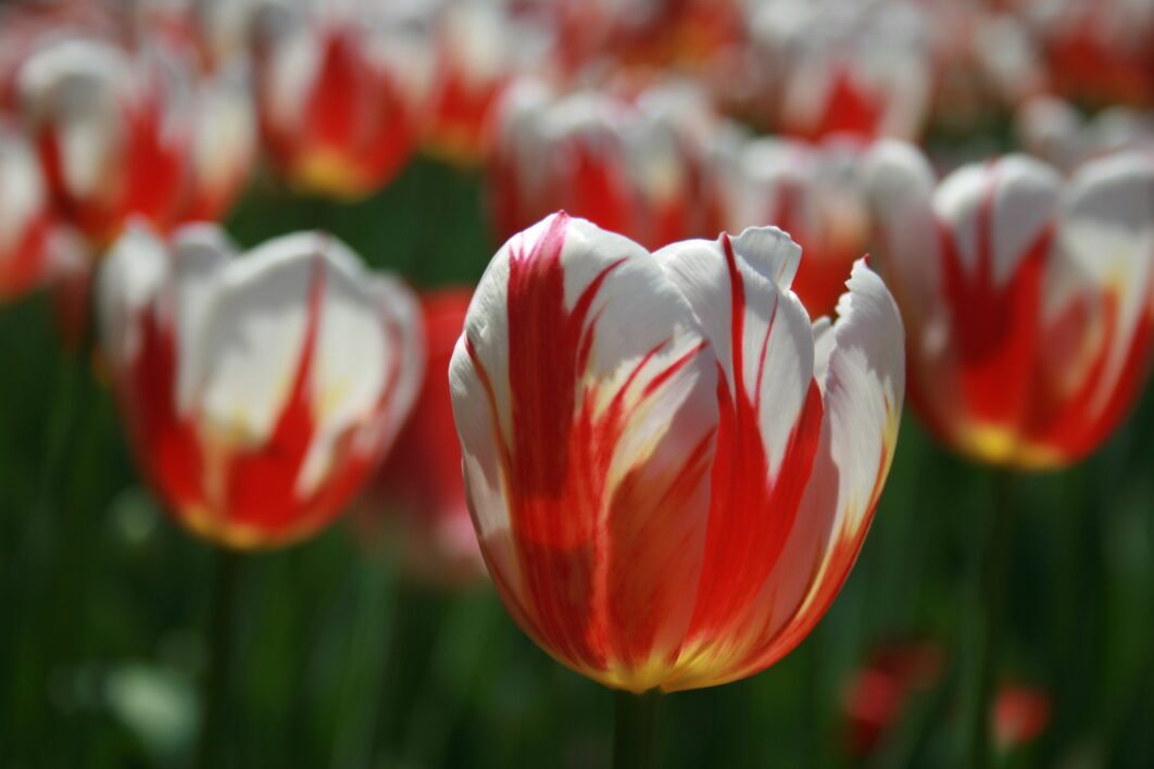 Tulip Petals Macro