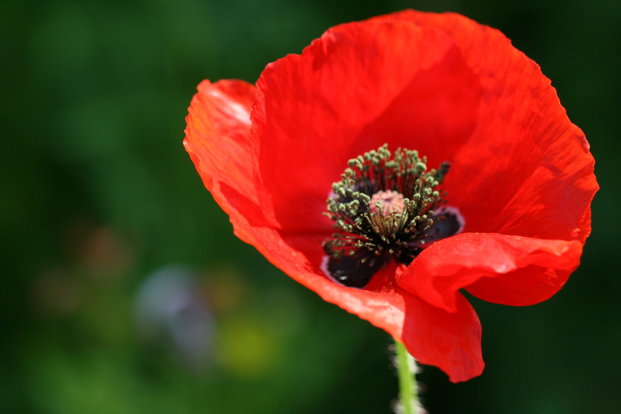 Poppy Flower Royalty Free Photo