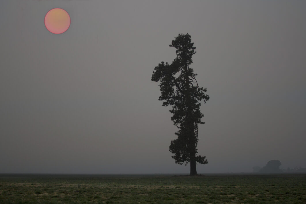 Lone Tree Fog