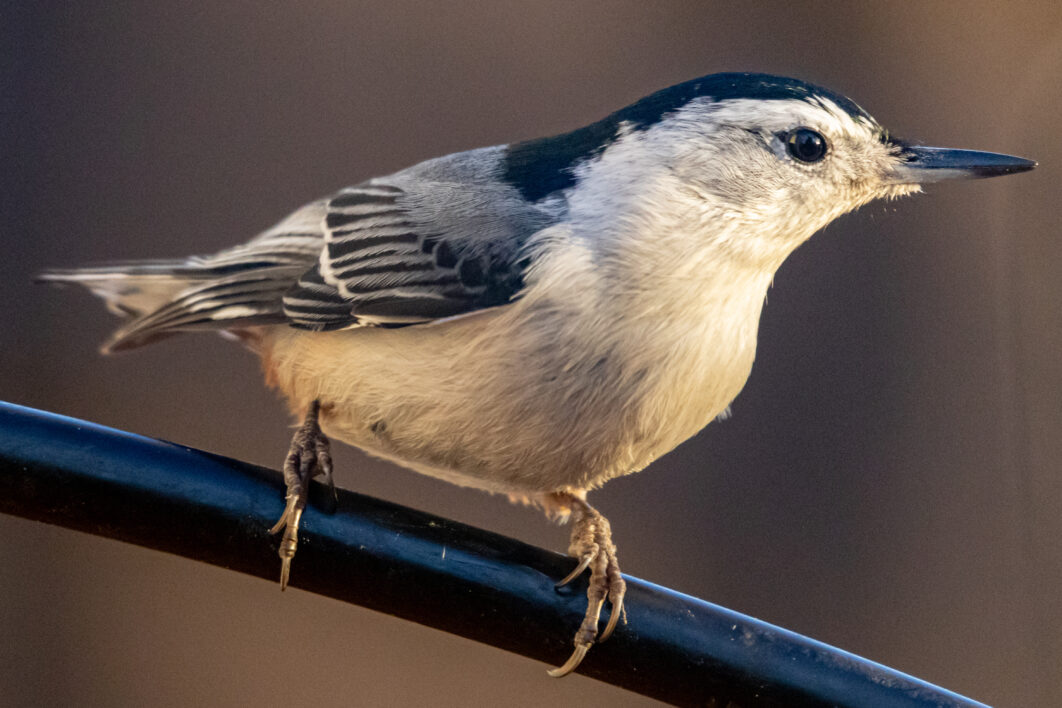 Close Up Perched Bird