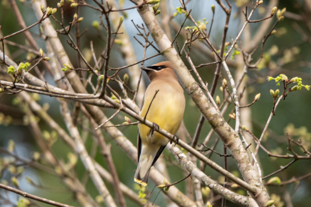 Bird Wildlife Tree