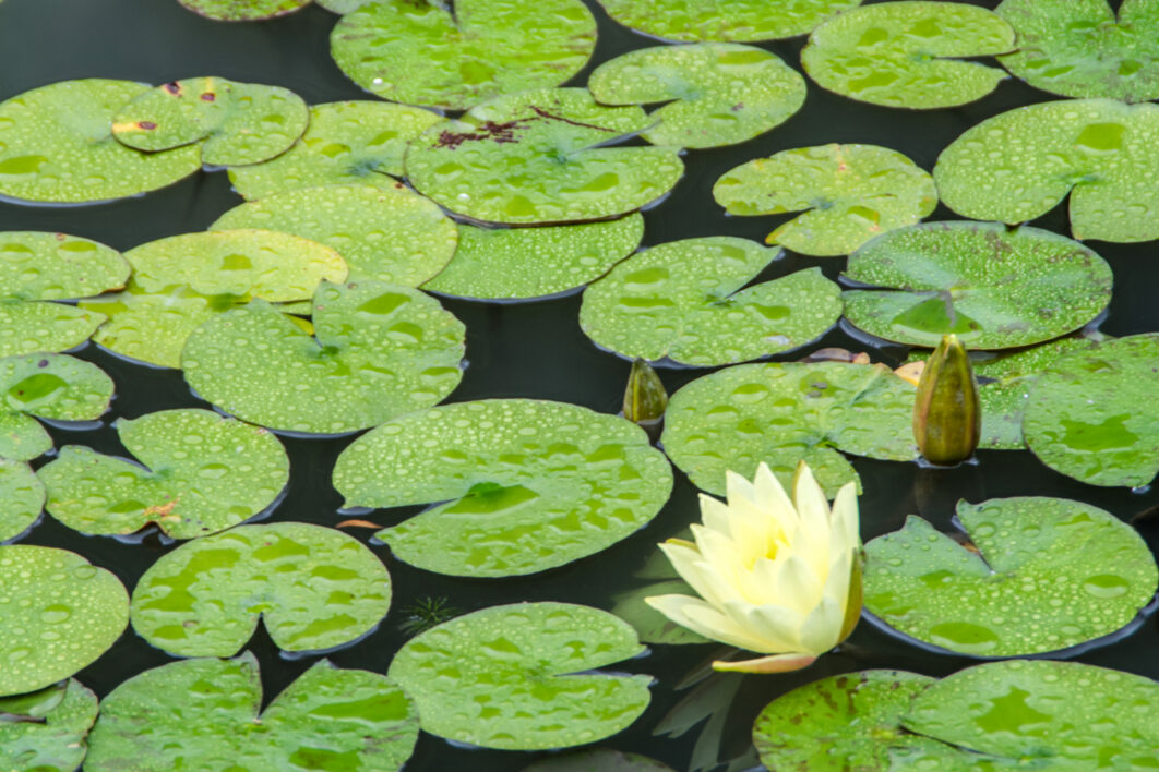 Water Lotus Pond