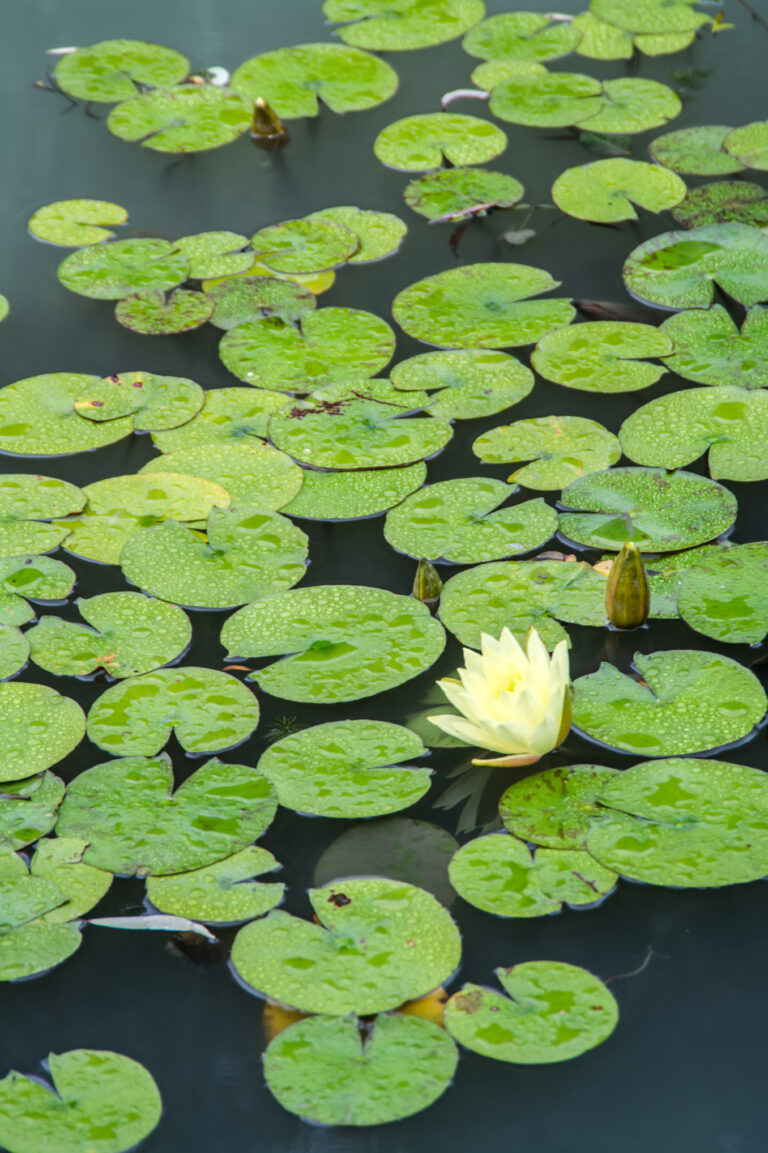 Water Lotus Pond Royalty Free Photo