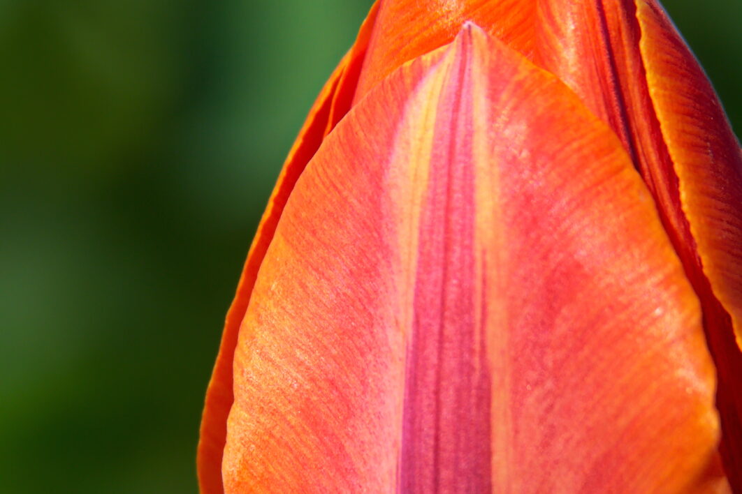 Tulip Flower Close up