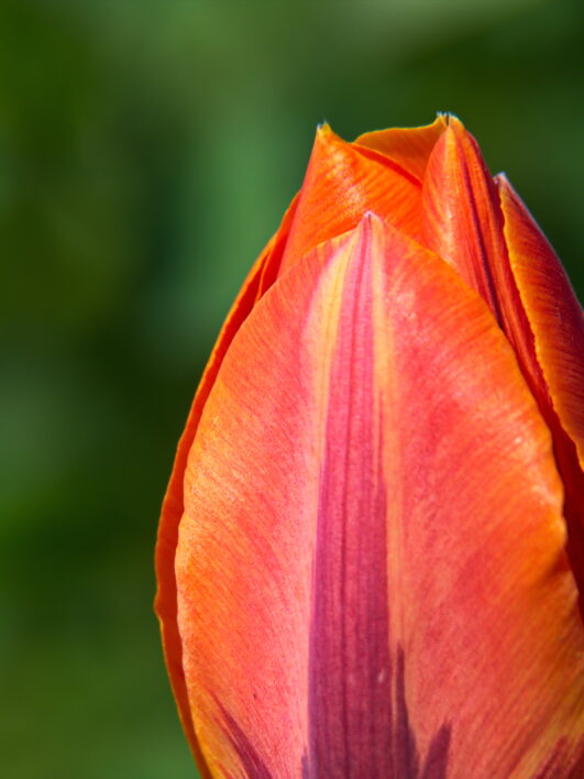 Tulip Flower Close up