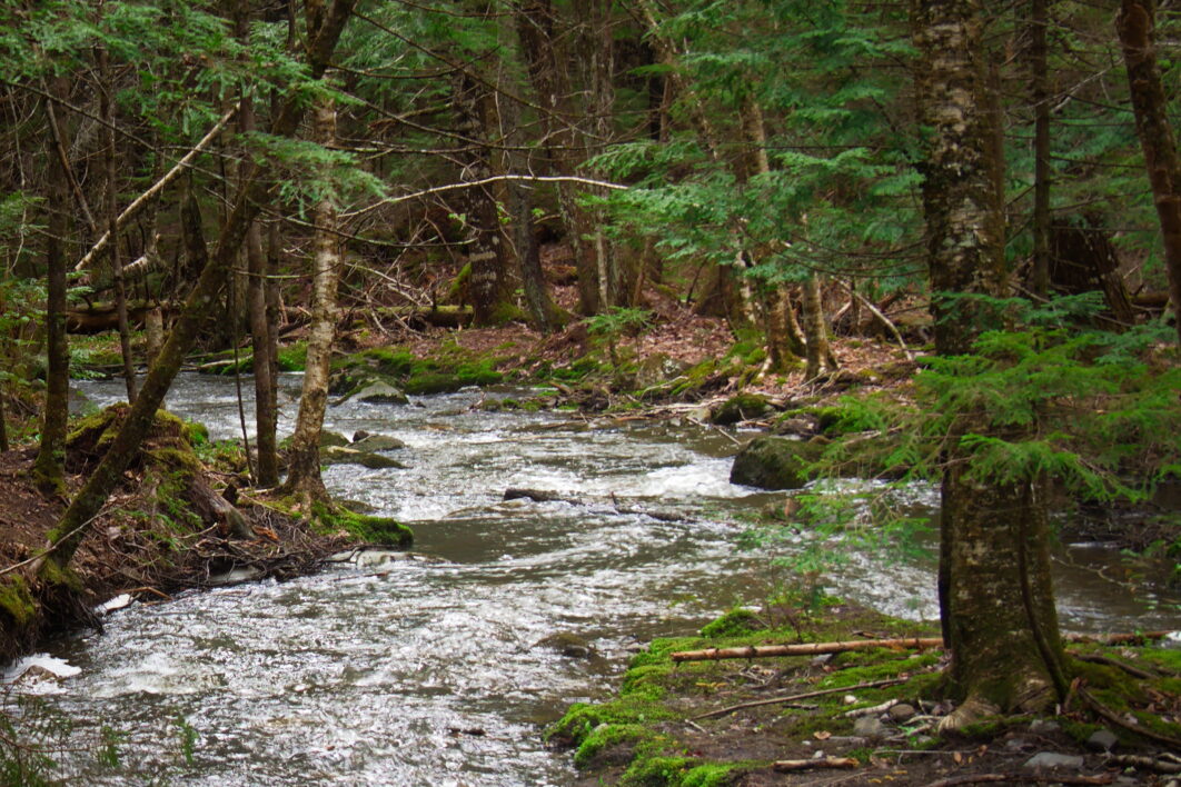 Forest Stream Trees