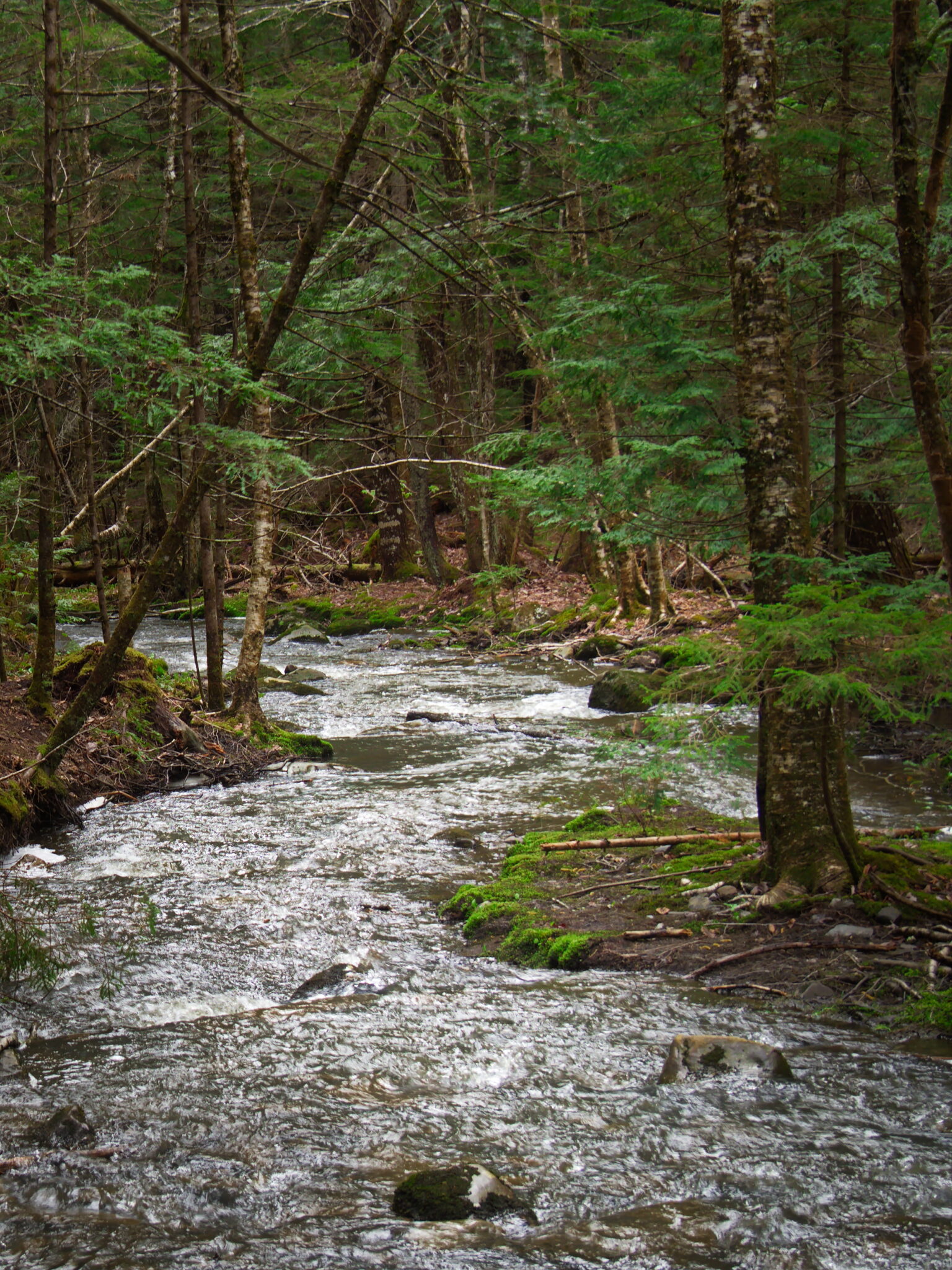 Forest Stream Trees Royalty Free Photo