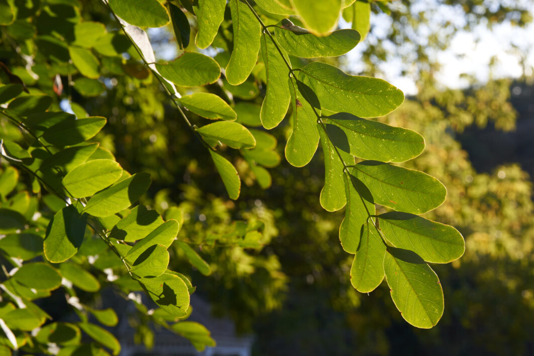 Green Leaves Close