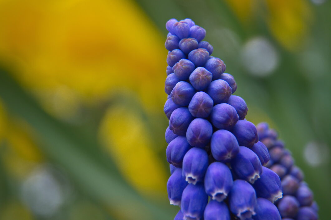 Hyacinth Purple Flower