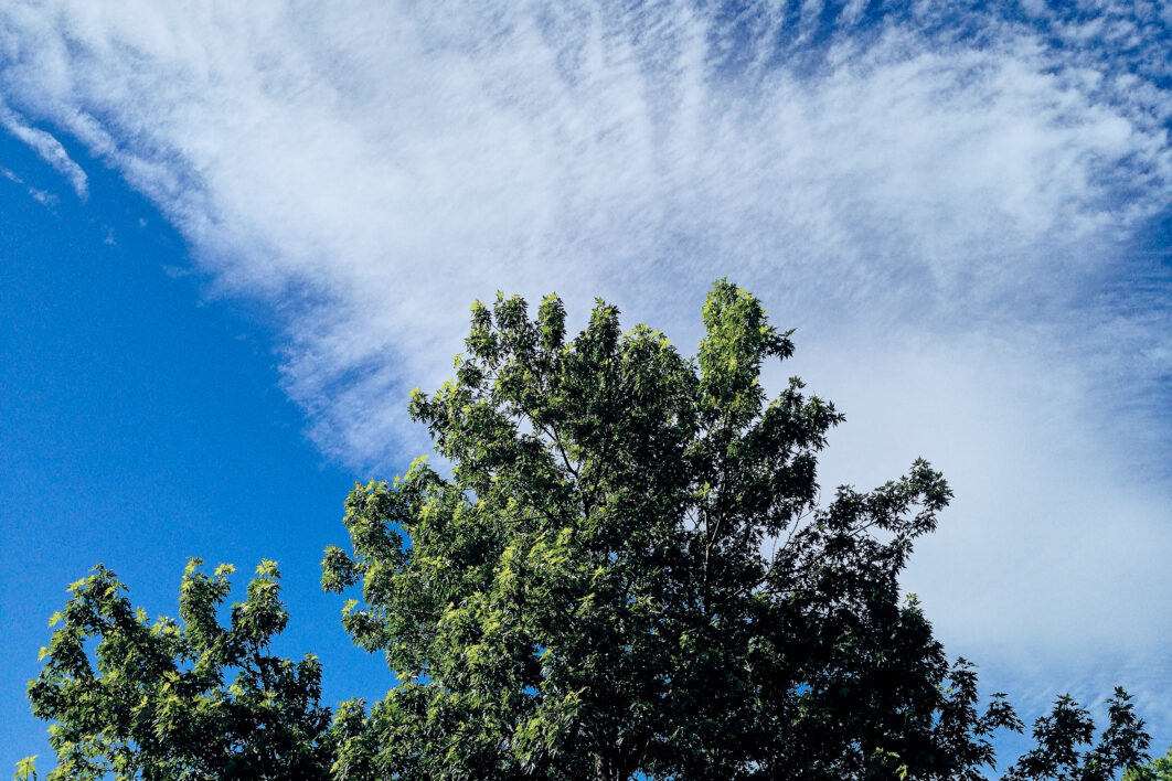 Tree Sky Clouds