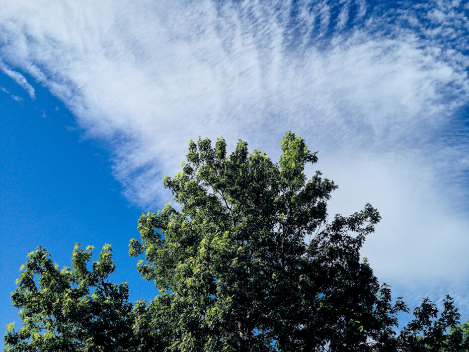 Tree Sky Clouds