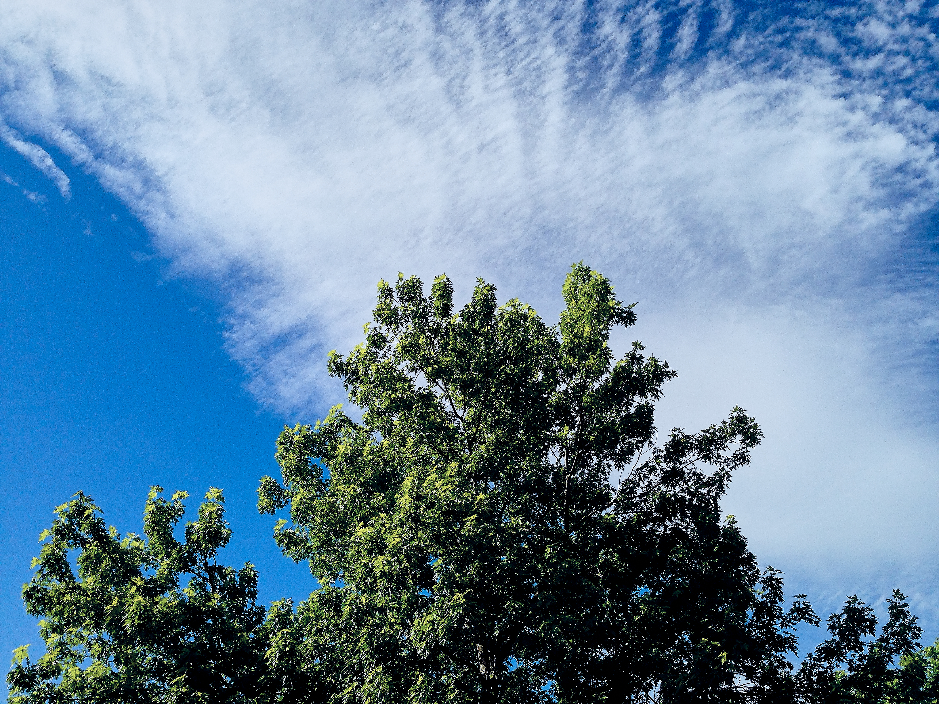 Tree Sky Clouds Royalty Free Photo