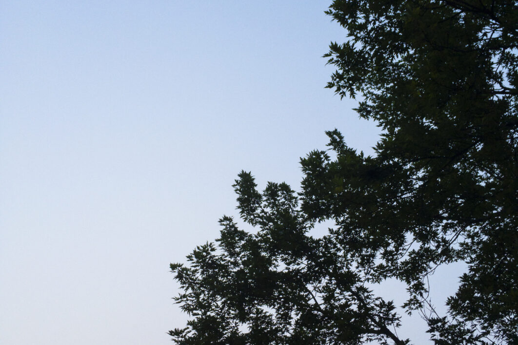 Tree Silhouette Sky