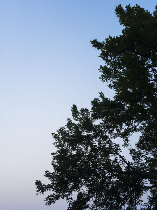 Tree Silhouette Sky