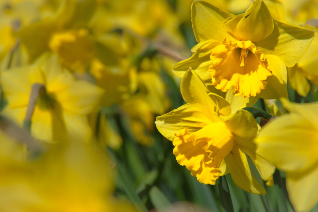 Yellow Daffodil Flowers