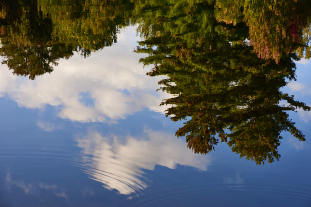 Water Reflection Tree