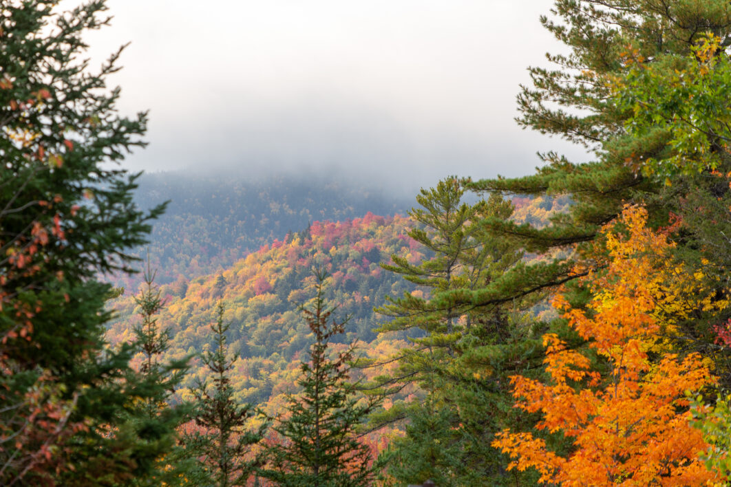 Autumn Foliage Landscape