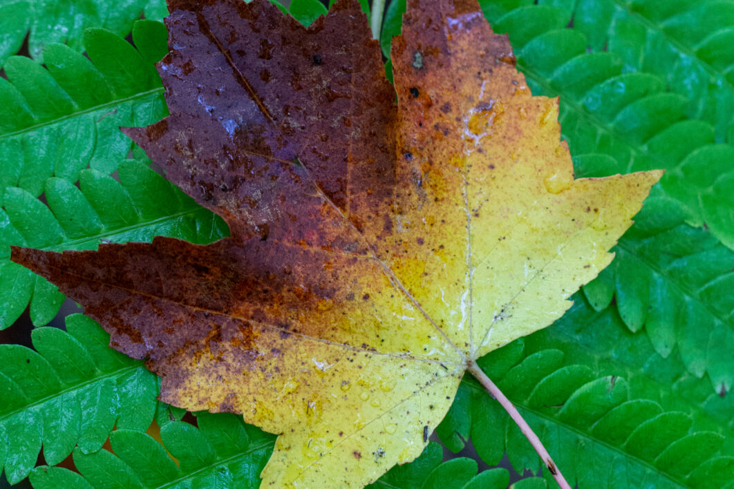 Single Leaf Close up