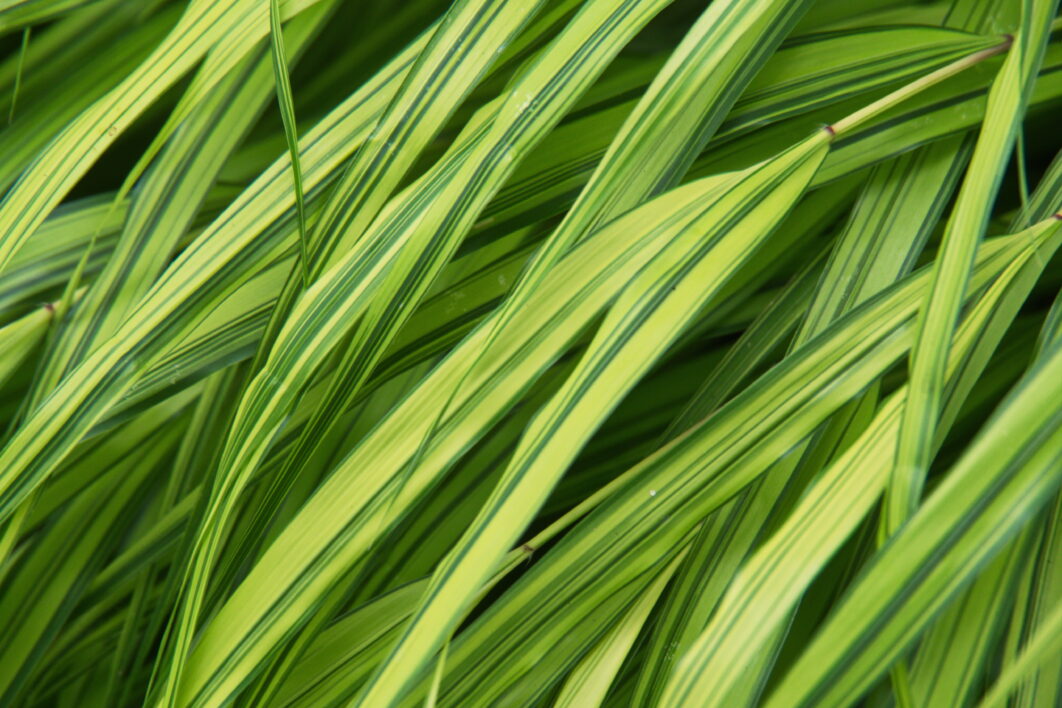 Grass Texture Background